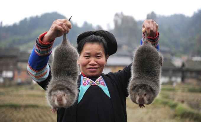 Китайцы разводили бамбуковых крыс для &#171;питательного мяса&#187; до запрета из-за коронавируса
