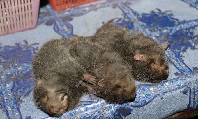 Китайцы разводили бамбуковых крыс для &#171;питательного мяса&#187; до запрета из-за коронавируса