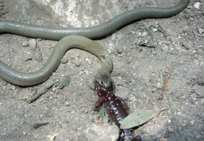 Шпильковая змея: опасный «вампир» и рекордсмен по размеру клыков среди змей