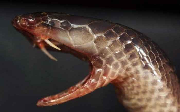 Шпильковая змея: опасный «вампир» и рекордсмен по размеру клыков среди змей