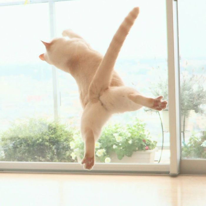 В танцах даже кошки