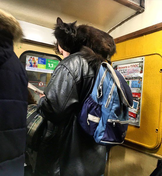 Животные в метро или как проехать &#171;зайцем&#187;