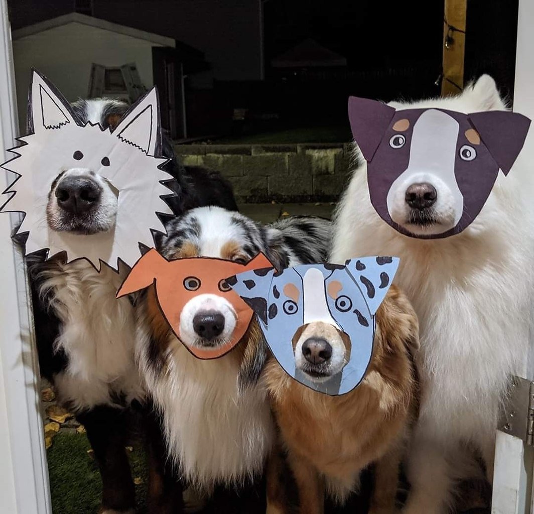 Когда хозяин устроил вечеринку: подборка самых смешных маскарадных костюмов животных