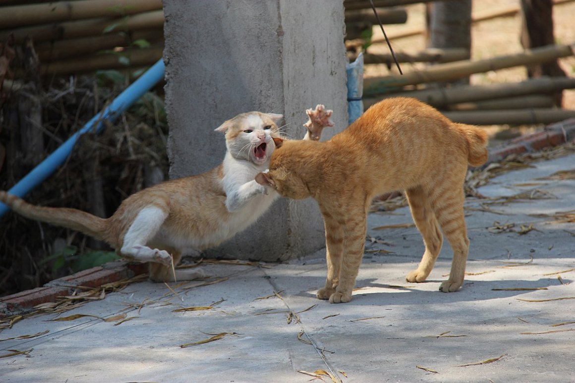 Кошачье нападение