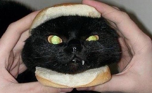 Подборка самых смешных фото с челленджа под названием &#171;Животные в хлебе&#187;
