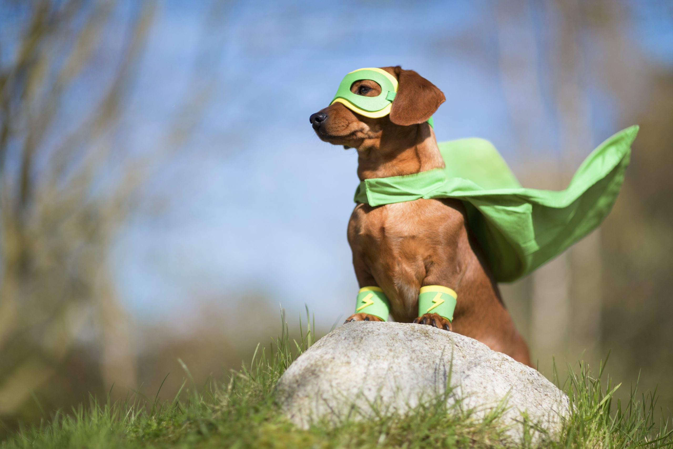 Собаки-супер герои