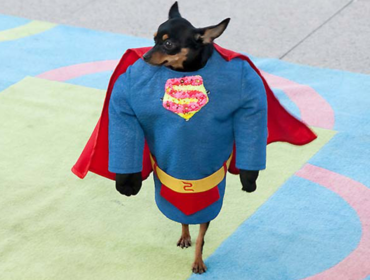 Собаки-супер герои