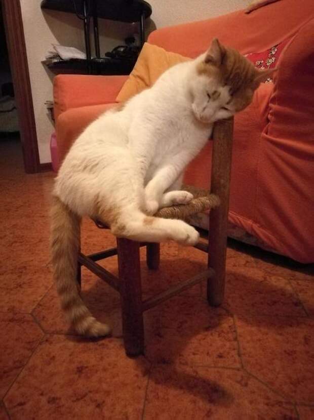 Подборка забавных фото котов, которые умеют сидеть, как люди