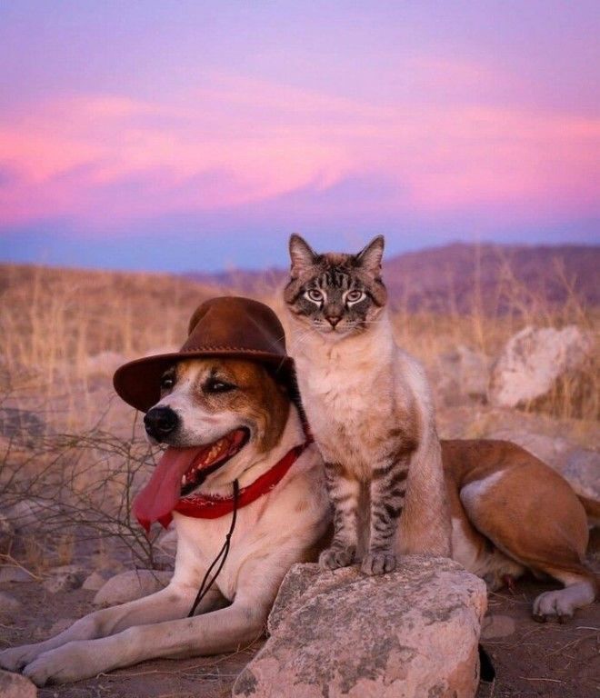 Кот и пес в роли фотомоделей