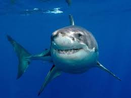 Приятные акулы