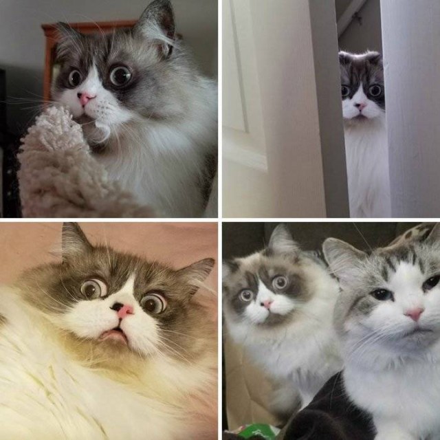 Подборка забавных фото эмоциональных котов