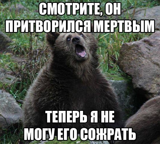 Когда встретил медведя