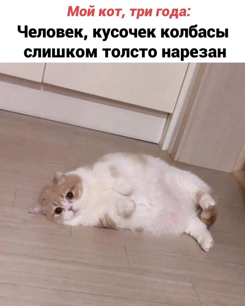 Кошачьи трудности