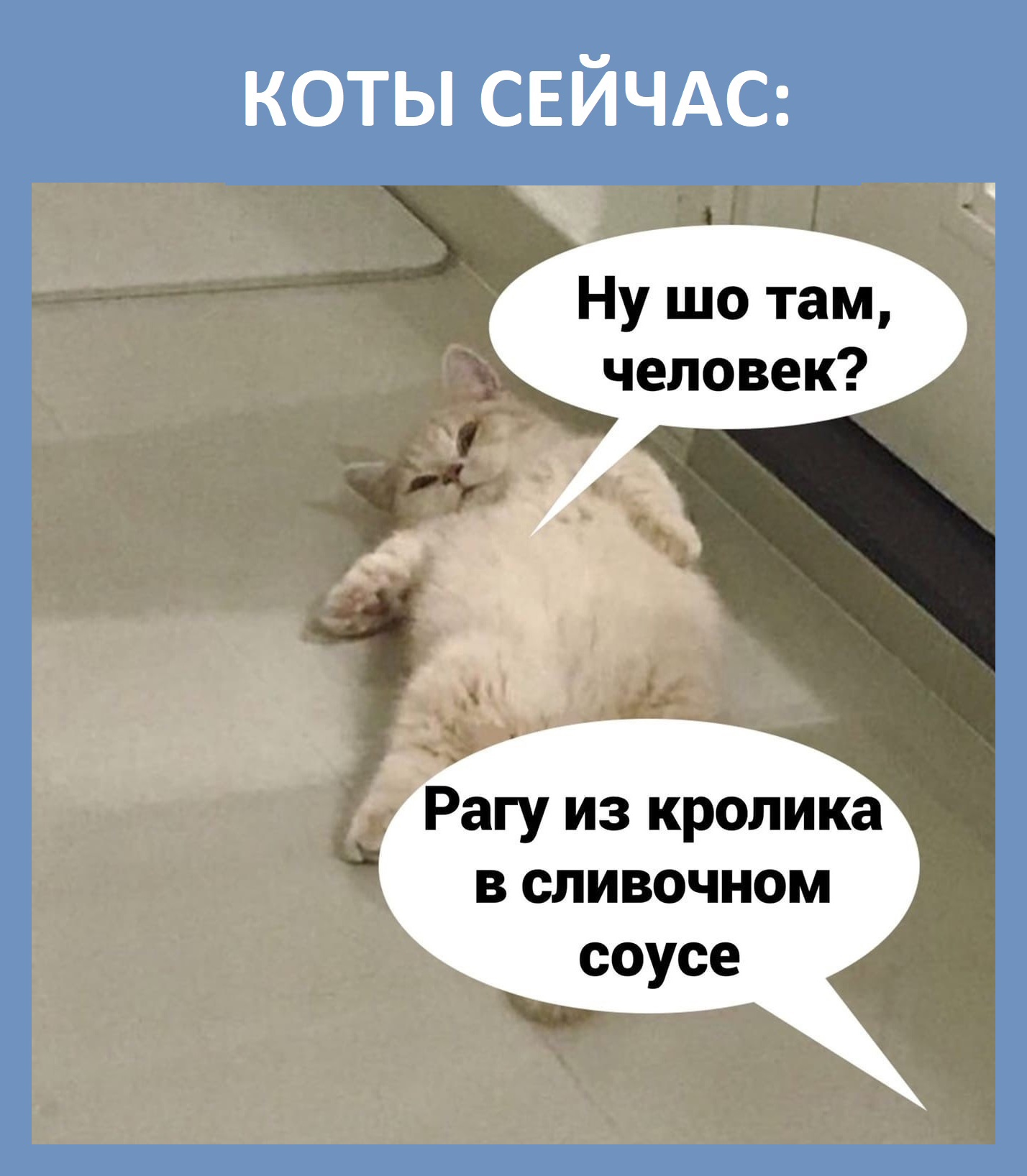 Немного правды о котах