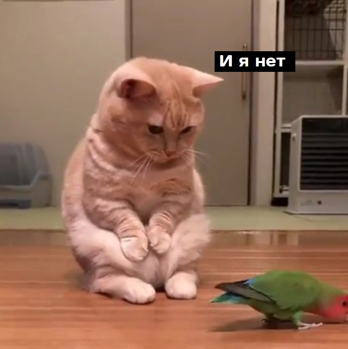 Попугайчик и котейка