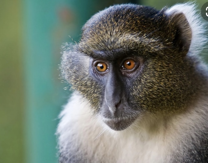 Интересный факт про обезьян