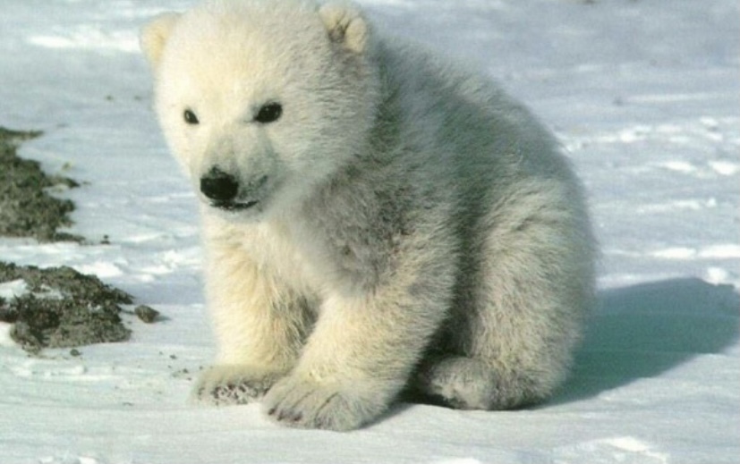 Факт о молодых самок полярных медведей