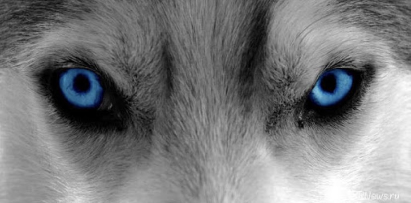 Факт о глазах собаки