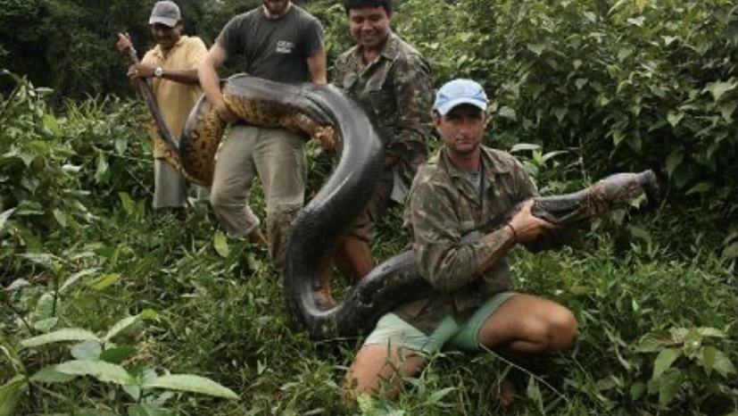 Самая большая змея в целом мире