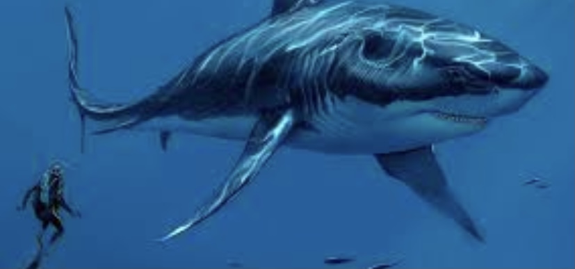 Мегалодон самая большая акула в мире
