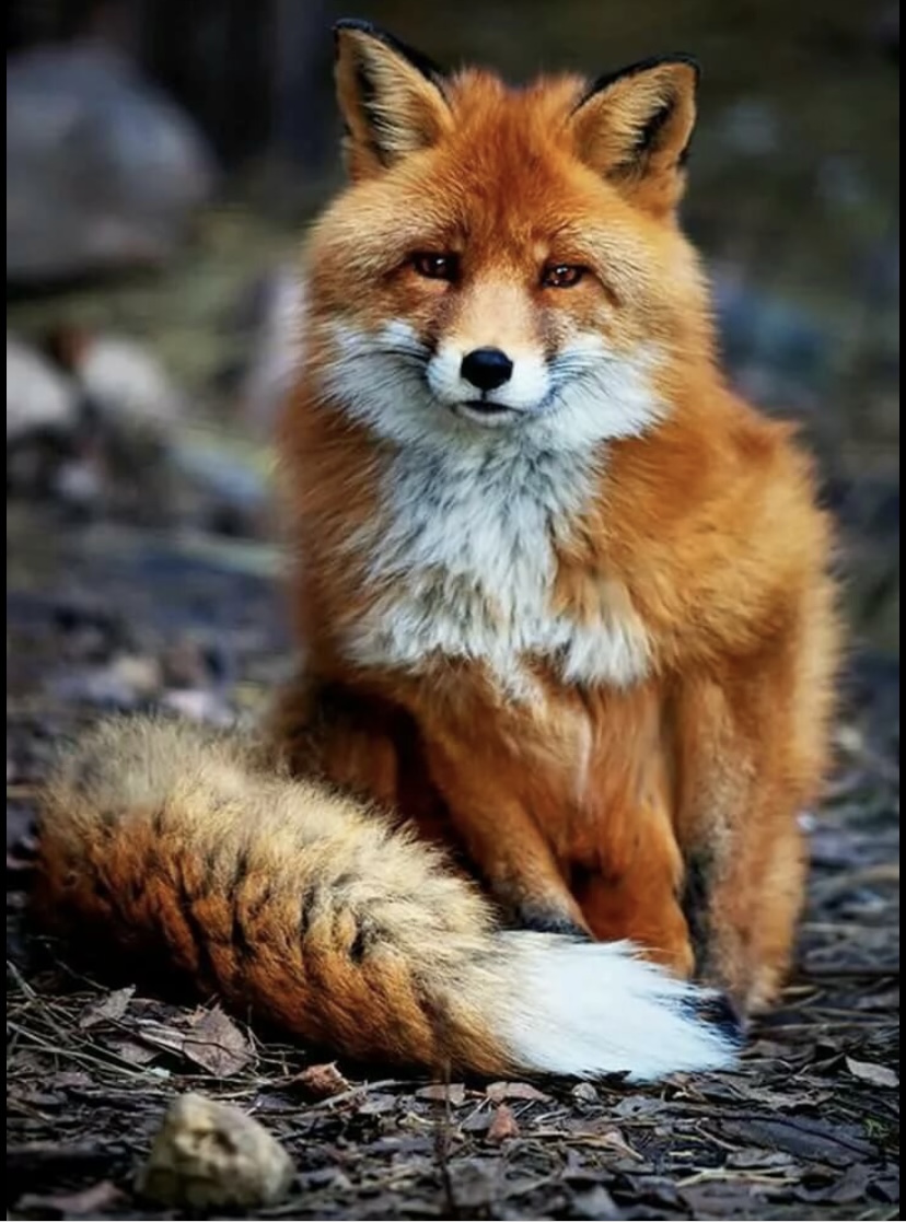 Охота на лисиц
