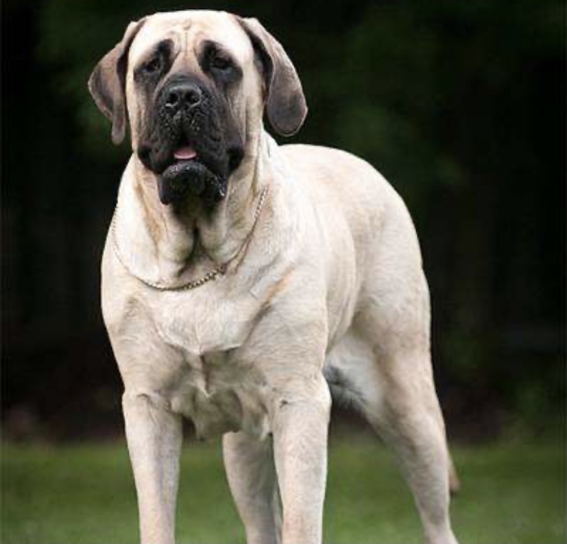 Самая большая собака