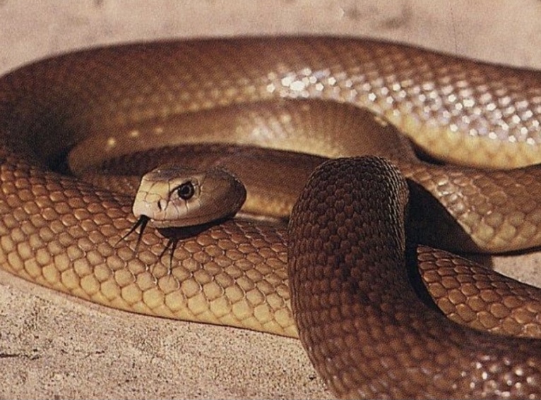 Тайпан самая опасная змея