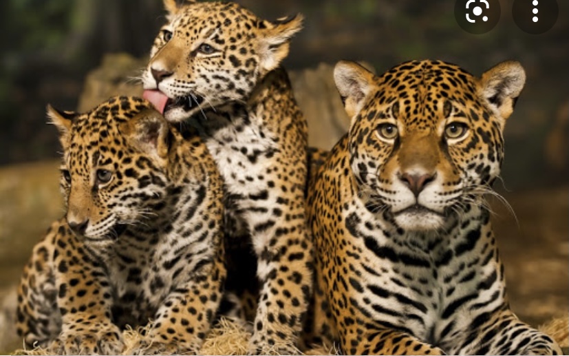 Леопарды уникальные животные