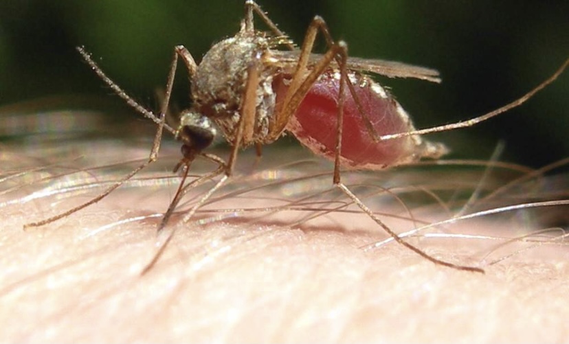 Самки комара кровососы