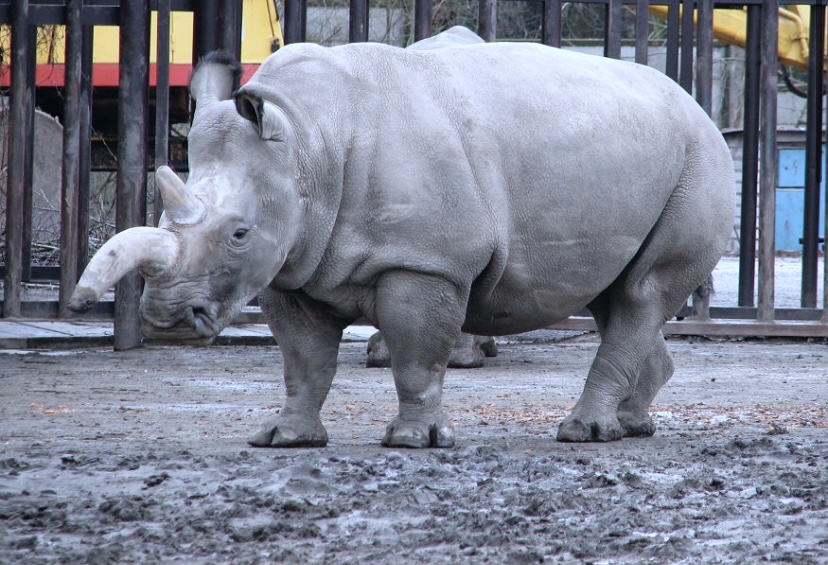 Интересный факт о носорогах