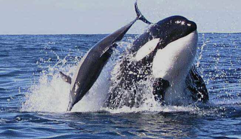 Дельфины и киты факт из жизни