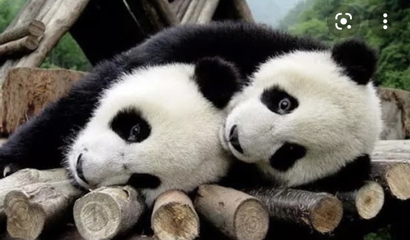 Всеми любимые панды