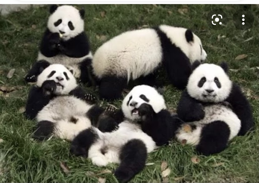 Всеми любимые панды