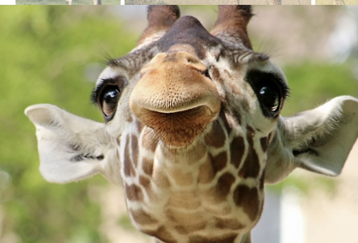 Жирафы не когда не зевают