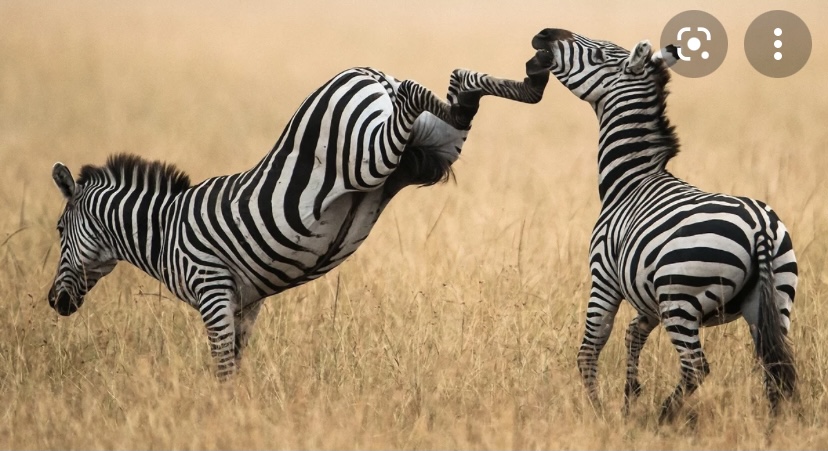 Зебры родственники лошадей и ослов