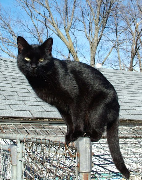 Чёрный кот принесет счастье