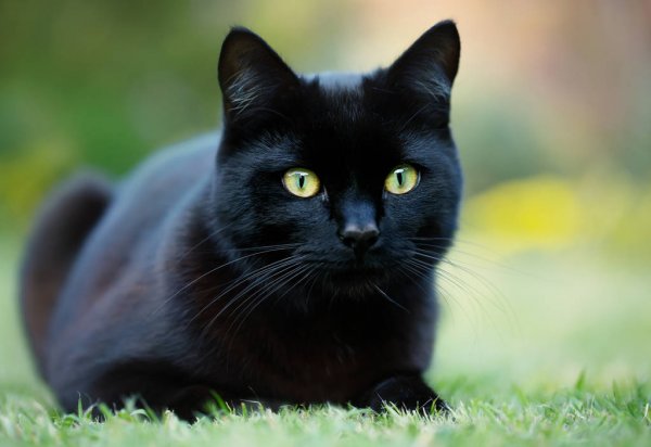 Чёрный кот принесет счастье