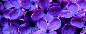 Фиолетовый &#8212; любимый цвет