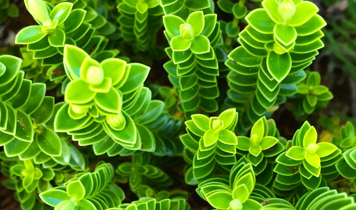 Зеленый цвет растений
