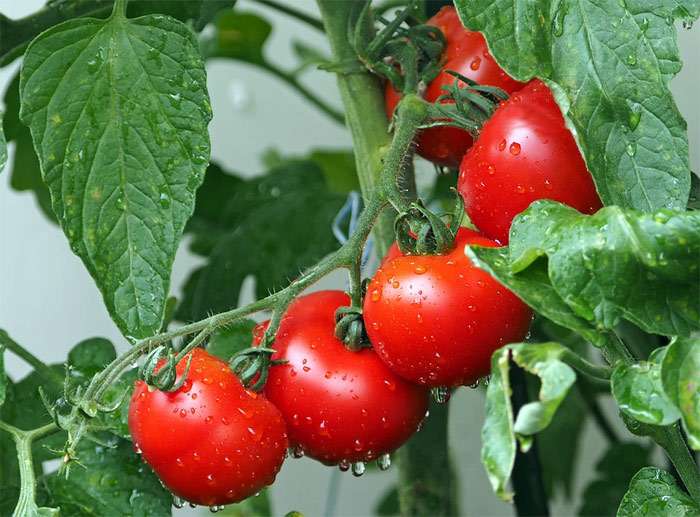 История появления помидоров