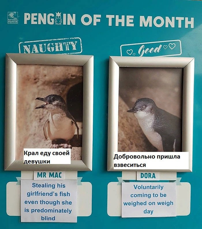 Немного о пингвинах