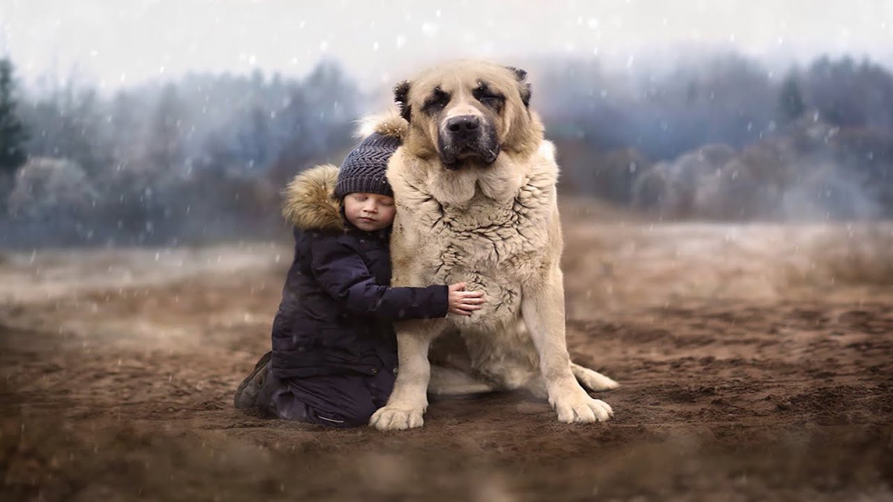 Собака &#8212; верный друг