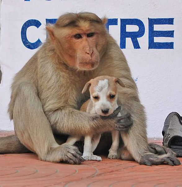 Обезьяна «усыновила» уличного щенка и ухаживает за ним как родная мать