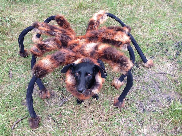 Собака, в костюмчике паука, пугает людей на улицах