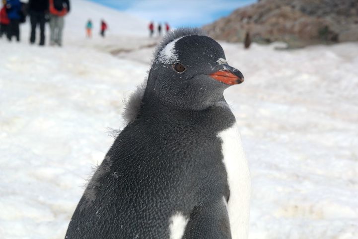 Забавный пингвин