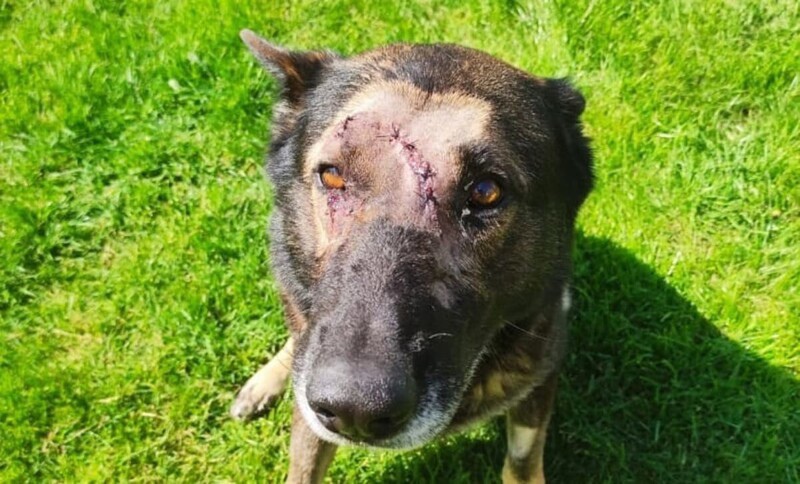 Полицейский пес вернулся на службу после шести ранений
