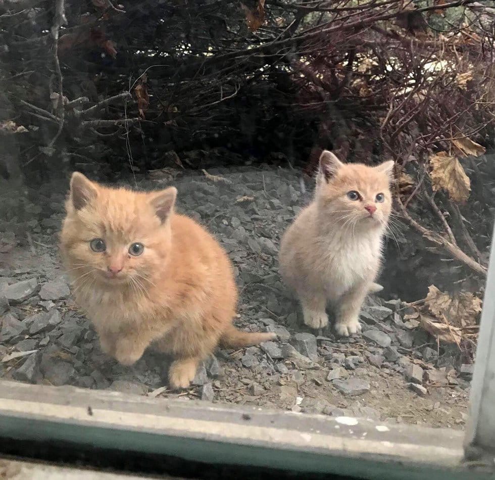 Бездомные котята которые остались верны друг другу даже после спасения с улицы