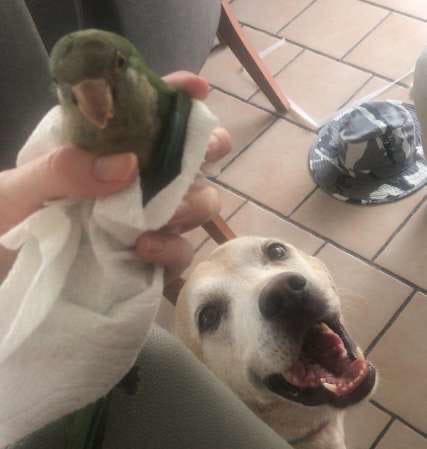 Пёс спас птичку и теперь думает, что он — её старший брат