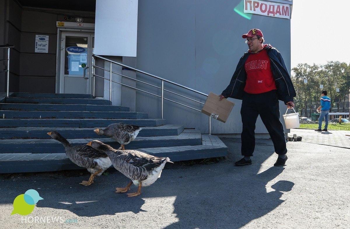 Житель Челябинска всегда мечтал завести питомцев и завёл — троих гусей