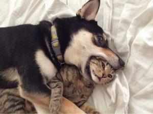 Кот, собака и их высокие отношения